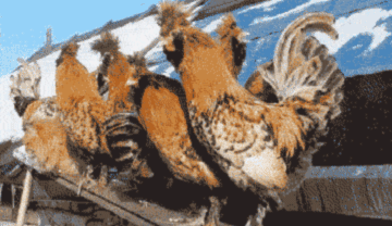 One Of These Things Is Not Like The Other (145 pics) One Of These Things Is Not Like The Other (145 pics)