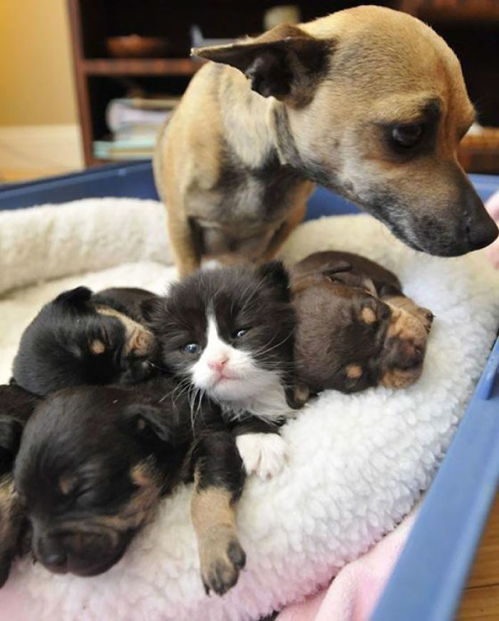 One Of These Things Is Not Like The Other (145 pics) One Of These Things Is Not Like The Other (145 pics)