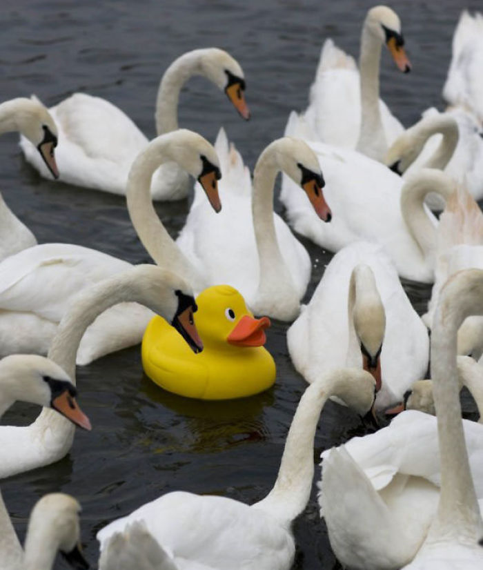 One Of These Things Is Not Like The Other (145 pics) One Of These Things Is Not Like The Other (145 pics)