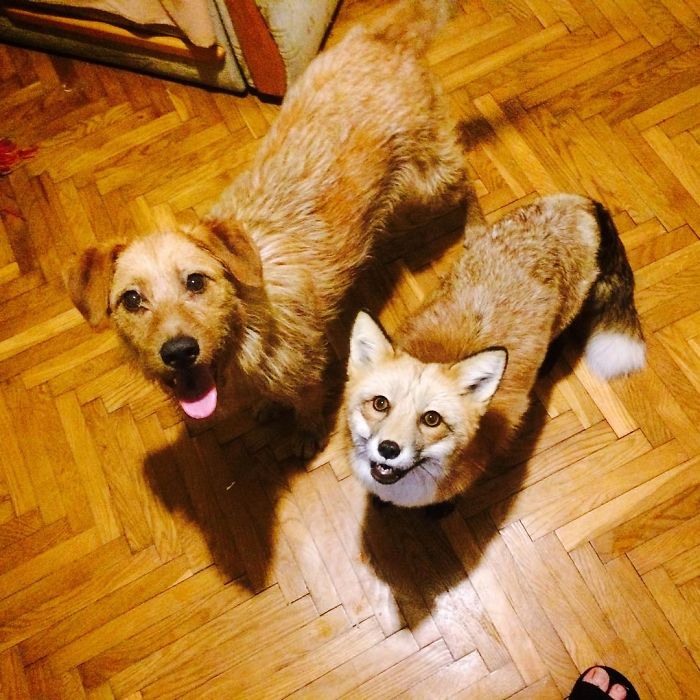 After Saving A Fox From A Fur Farm, We Decided To Get Him A Friend So He Wouldn&#8217;t Feel Lonely