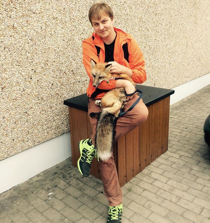 After Saving A Fox From A Fur Farm, We Decided To Get Him A Friend So He Wouldn&#8217;t Feel Lonely