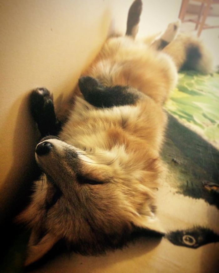 After Saving A Fox From A Fur Farm, We Decided To Get Him A Friend So He Wouldn&#8217;t Feel Lonely