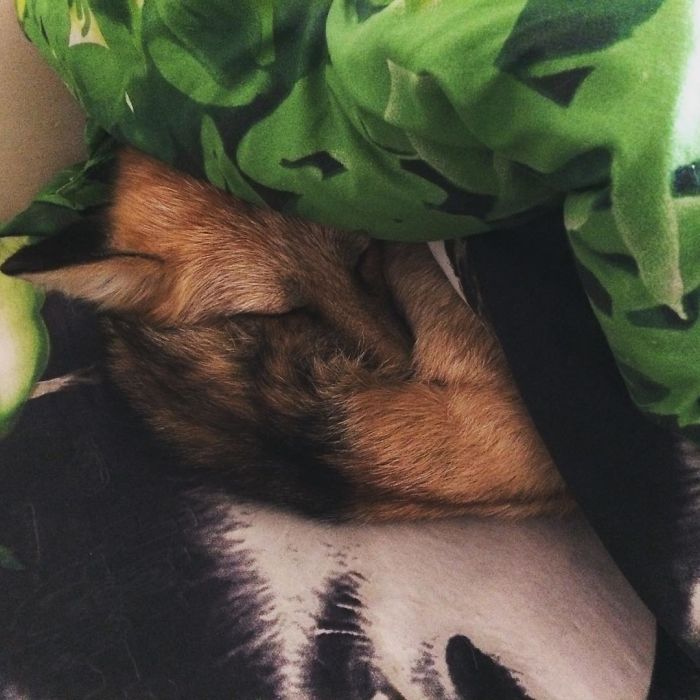 After Saving A Fox From A Fur Farm, We Decided To Get Him A Friend So He Wouldn&#8217;t Feel Lonely