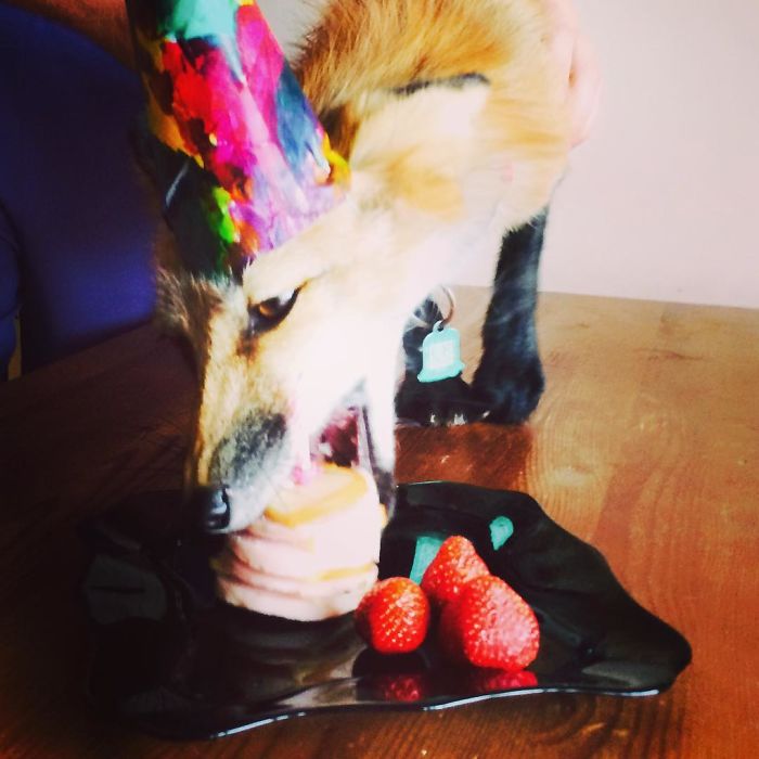 After Saving A Fox From A Fur Farm, We Decided To Get Him A Friend So He Wouldn&#8217;t Feel Lonely