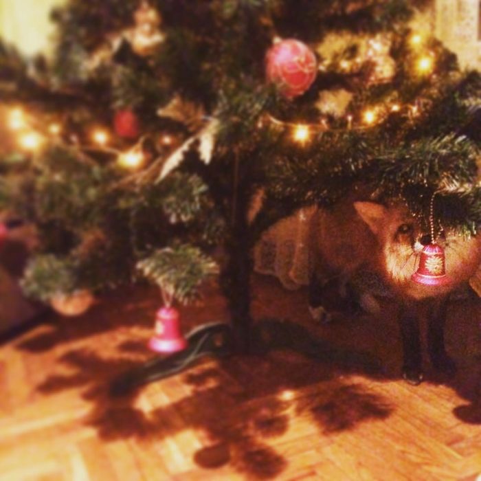 After Saving A Fox From A Fur Farm, We Decided To Get Him A Friend So He Wouldn&#8217;t Feel Lonely