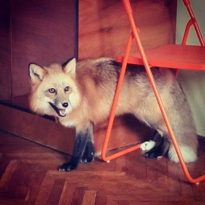 After Saving A Fox From A Fur Farm, We Decided To Get Him A Friend So He Wouldn&#8217;t Feel Lonely