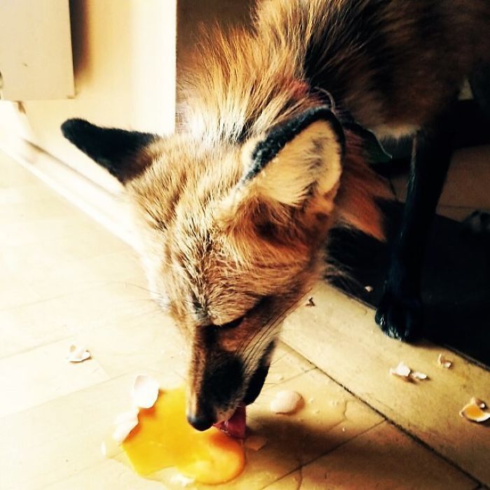 After Saving A Fox From A Fur Farm, We Decided To Get Him A Friend So He Wouldn&#8217;t Feel Lonely