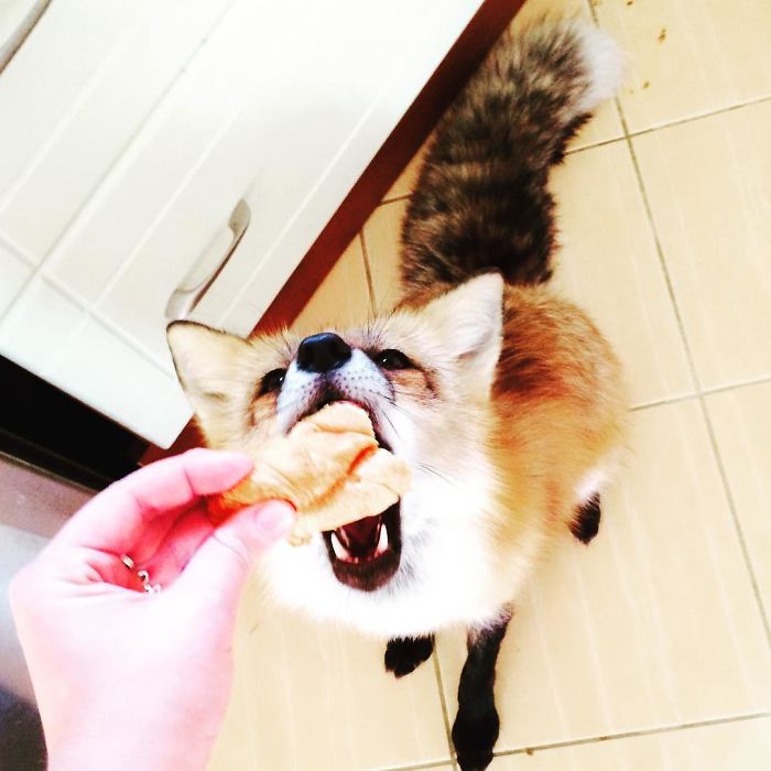 After Saving A Fox From A Fur Farm, We Decided To Get Him A Friend So He Wouldn&#8217;t Feel Lonely