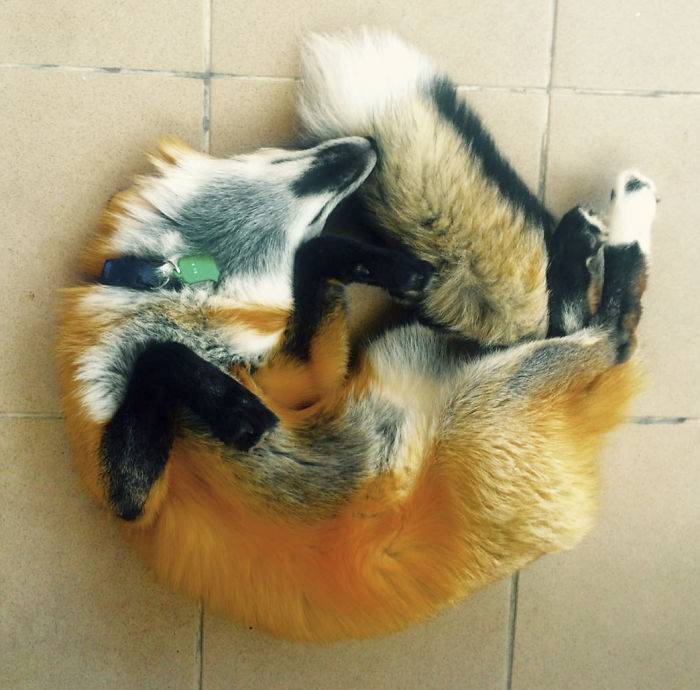 After Saving A Fox From A Fur Farm, We Decided To Get Him A Friend So He Wouldn&#8217;t Feel Lonely