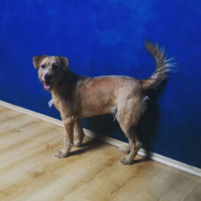 After Saving A Fox From A Fur Farm, We Decided To Get Him A Friend So He Wouldn&#8217;t Feel Lonely