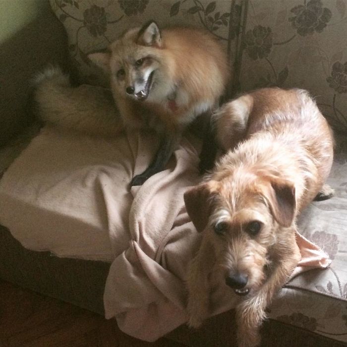 After Saving A Fox From A Fur Farm, We Decided To Get Him A Friend So He Wouldn&#8217;t Feel Lonely