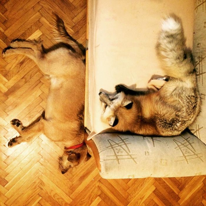 After Saving A Fox From A Fur Farm, We Decided To Get Him A Friend So He Wouldn&#8217;t Feel Lonely