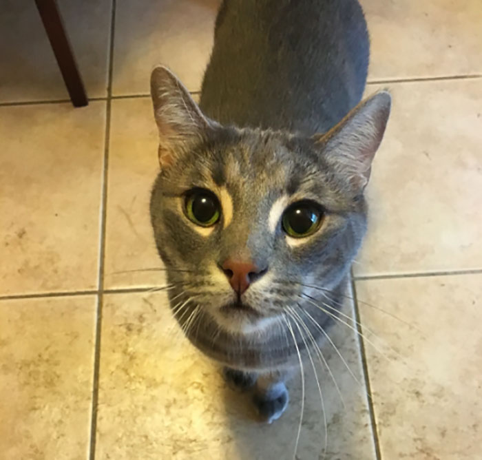 Cat-Sitter Shares The Note She Got From The Owner, And It’s Hilarious Cat-Sitter Shares The Note She Got From The Owner, And It’s Hilarious