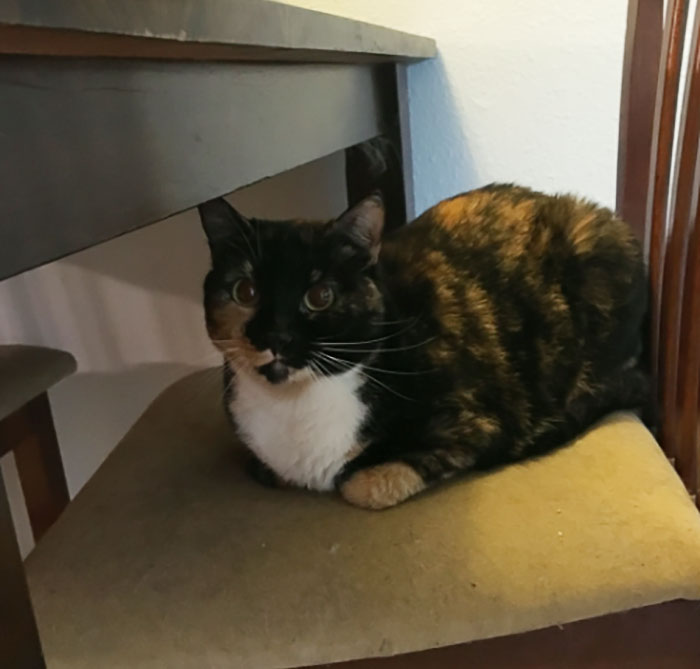 Cat-Sitter Shares The Note She Got From The Owner, And It’s Hilarious Cat-Sitter Shares The Note She Got From The Owner, And It’s Hilarious