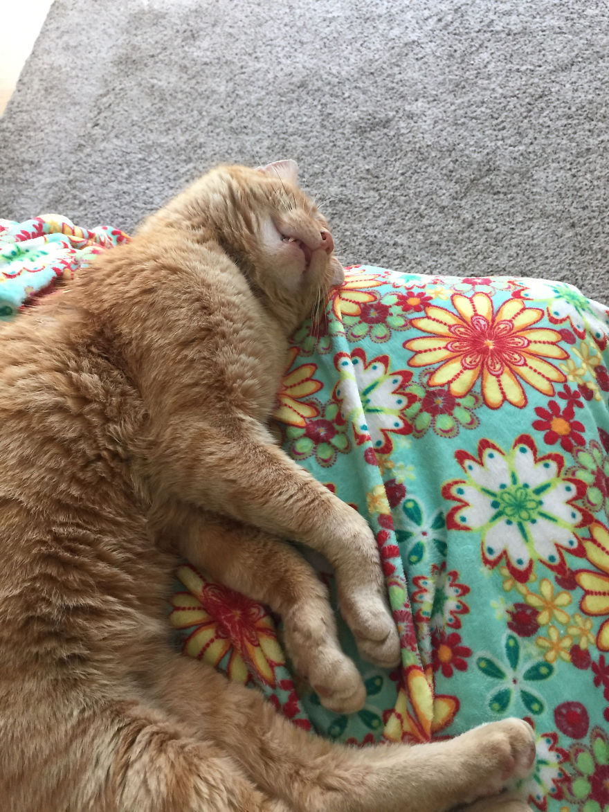 We Adopted A Stray Cat And He Can’t Stop Showing His Gratitude We Adopted A Stray Cat And He Can’t Stop Showing His Gratitude