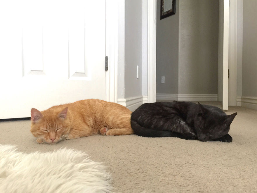 We Adopted A Stray Cat And He Can’t Stop Showing His Gratitude We Adopted A Stray Cat And He Can’t Stop Showing His Gratitude