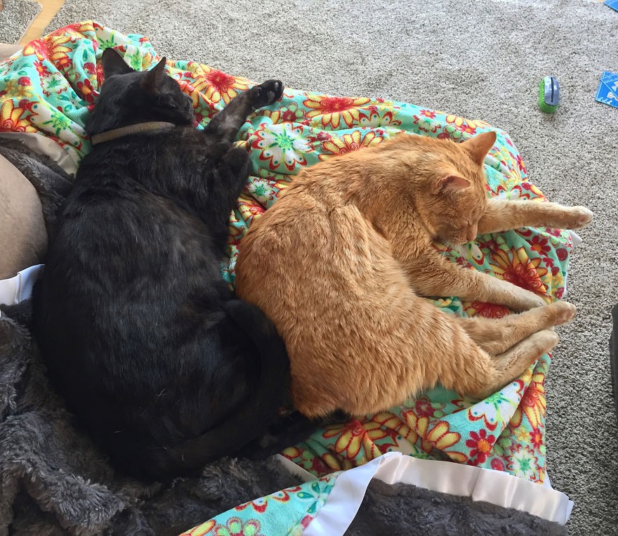 We Adopted A Stray Cat And He Can’t Stop Showing His Gratitude We Adopted A Stray Cat And He Can’t Stop Showing His Gratitude