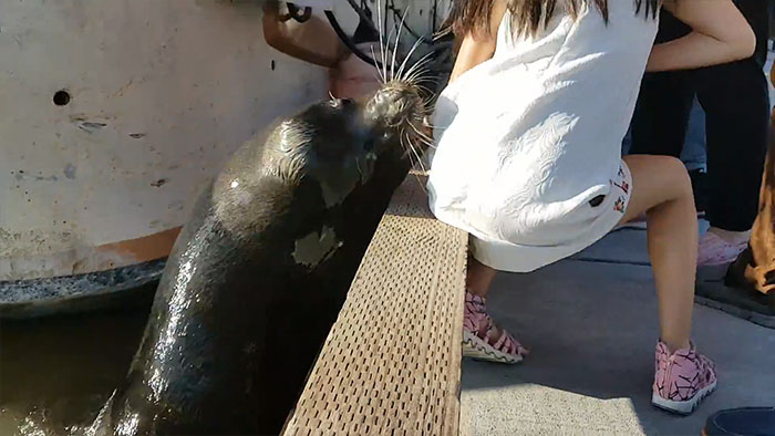 Sea Lion Drags Little Girl Underwater, And The Whole Terrifying Scene Is Captured On Cam