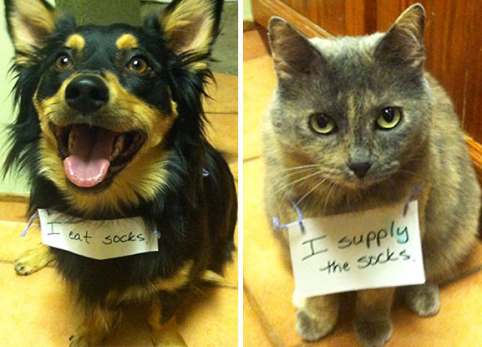 Share Your Pics Of Pets Being Shamed For Their Crimes Share Your Pics Of Pets Being Shamed For Their Crimes