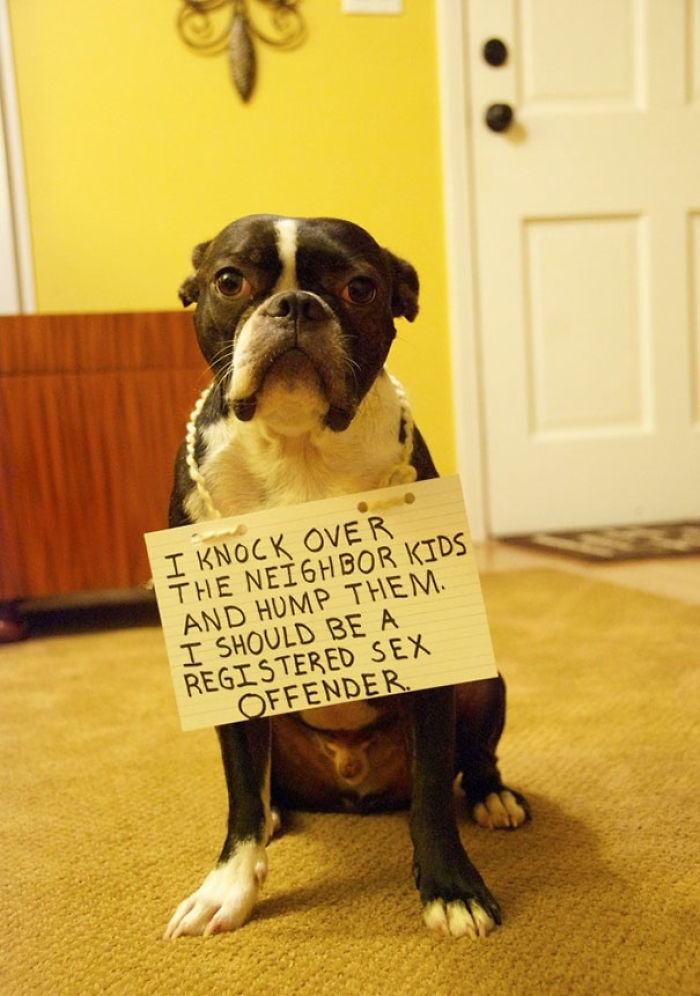 Share Your Pics Of Pets Being Shamed For Their Crimes Share Your Pics Of Pets Being Shamed For Their Crimes