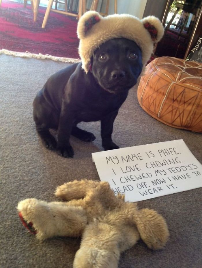Share Your Pics Of Pets Being Shamed For Their Crimes Share Your Pics Of Pets Being Shamed For Their Crimes