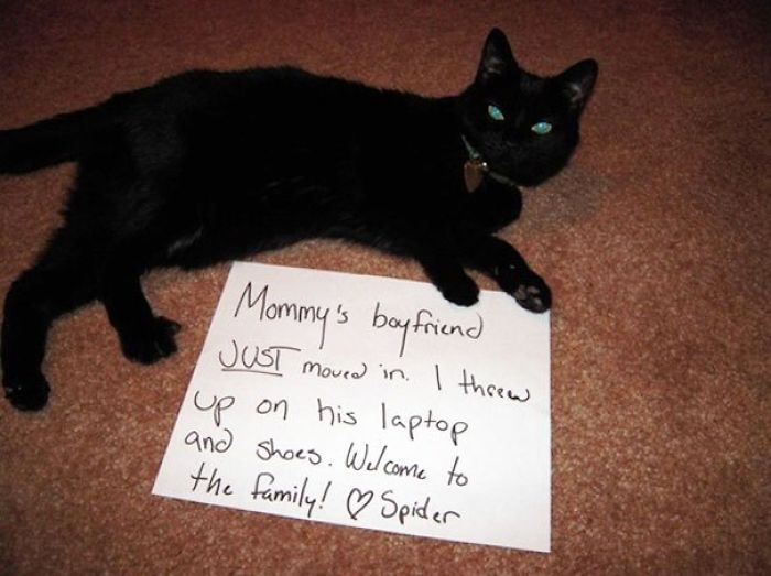 Share Your Pics Of Pets Being Shamed For Their Crimes Share Your Pics Of Pets Being Shamed For Their Crimes