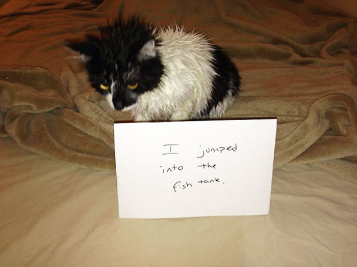 Share Your Pics Of Pets Being Shamed For Their Crimes Share Your Pics Of Pets Being Shamed For Their Crimes
