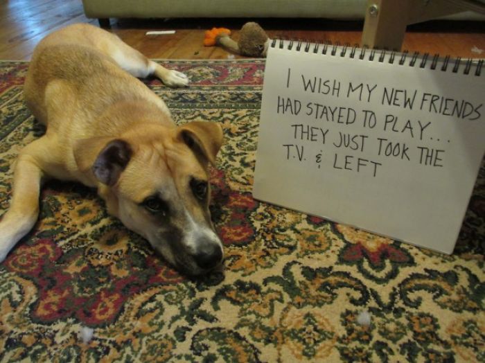 Share Your Pics Of Pets Being Shamed For Their Crimes Share Your Pics Of Pets Being Shamed For Their Crimes