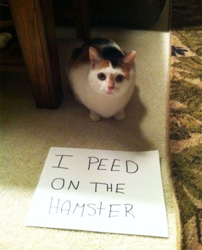 Share Your Pics Of Pets Being Shamed For Their Crimes Share Your Pics Of Pets Being Shamed For Their Crimes