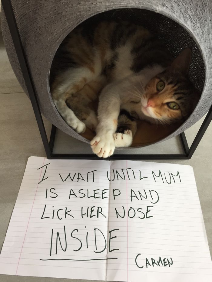 Share Your Pics Of Pets Being Shamed For Their Crimes Share Your Pics Of Pets Being Shamed For Their Crimes