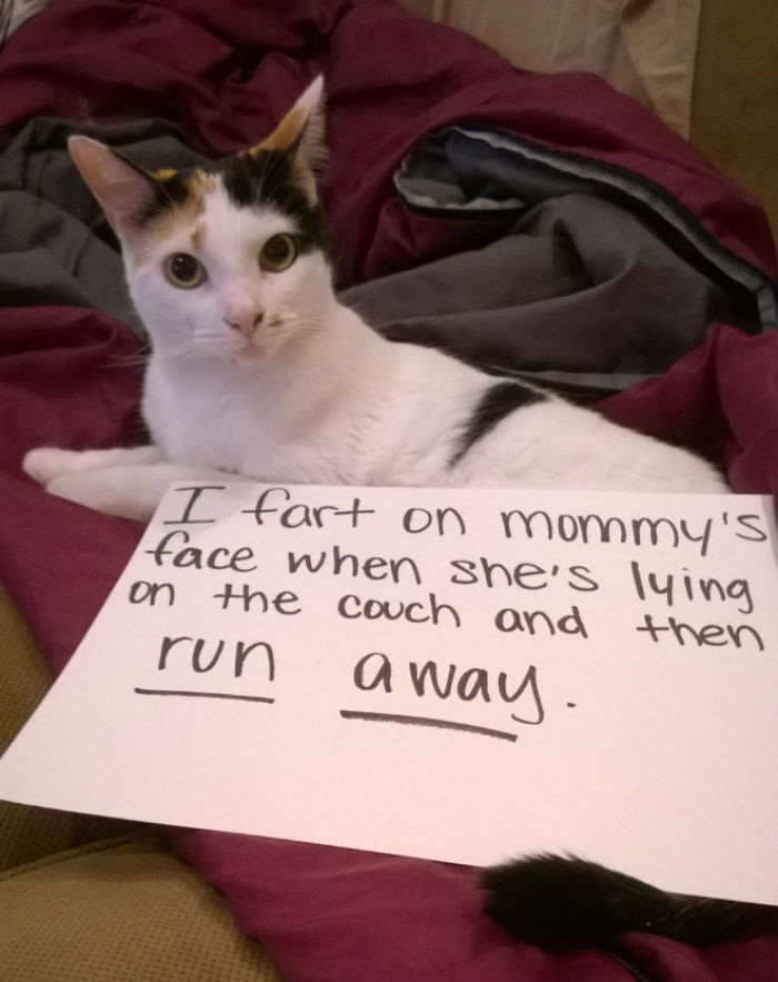 Share Your Pics Of Pets Being Shamed For Their Crimes Share Your Pics Of Pets Being Shamed For Their Crimes