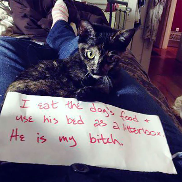 Share Your Pics Of Pets Being Shamed For Their Crimes Share Your Pics Of Pets Being Shamed For Their Crimes
