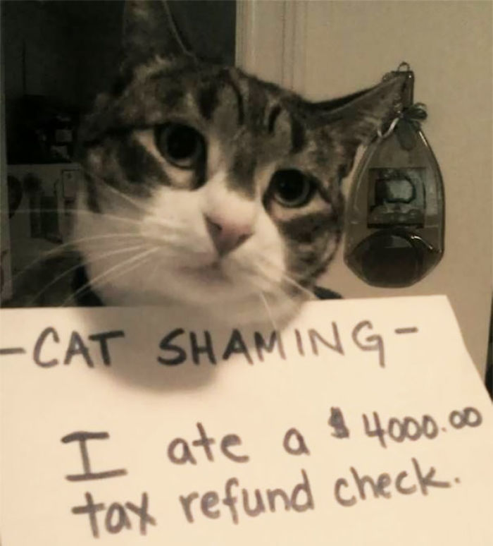 Share Your Pics Of Pets Being Shamed For Their Crimes Share Your Pics Of Pets Being Shamed For Their Crimes