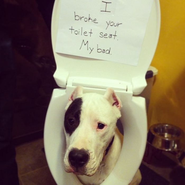 Share Your Pics Of Pets Being Shamed For Their Crimes Share Your Pics Of Pets Being Shamed For Their Crimes