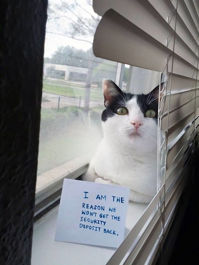 Share Your Pics Of Pets Being Shamed For Their Crimes Share Your Pics Of Pets Being Shamed For Their Crimes