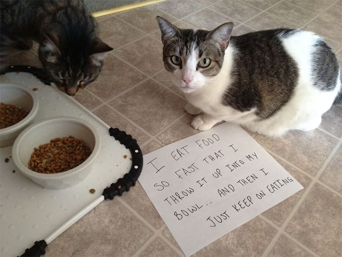Share Your Pics Of Pets Being Shamed For Their Crimes Share Your Pics Of Pets Being Shamed For Their Crimes