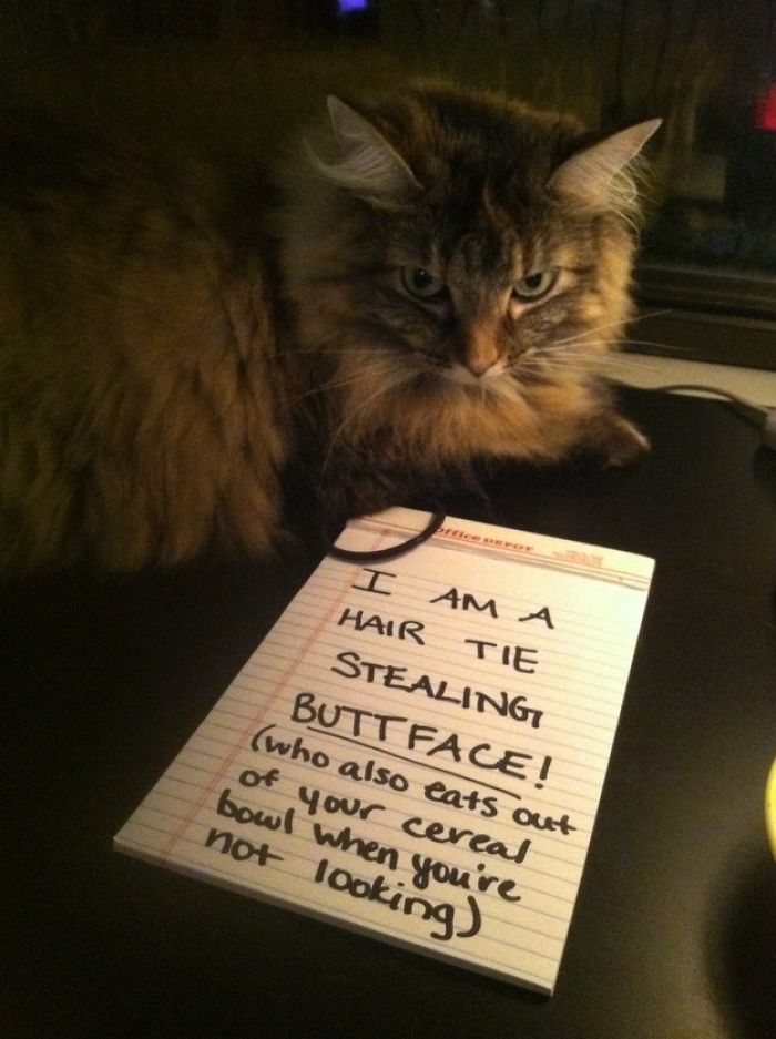 Share Your Pics Of Pets Being Shamed For Their Crimes Share Your Pics Of Pets Being Shamed For Their Crimes