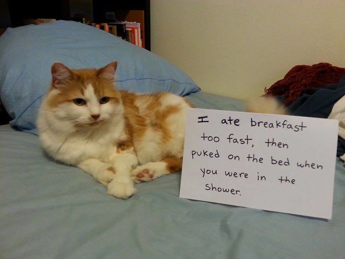 Share Your Pics Of Pets Being Shamed For Their Crimes Share Your Pics Of Pets Being Shamed For Their Crimes