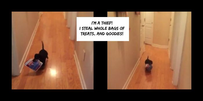 Share Your Pics Of Pets Being Shamed For Their Crimes Share Your Pics Of Pets Being Shamed For Their Crimes