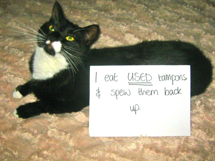 Share Your Pics Of Pets Being Shamed For Their Crimes Share Your Pics Of Pets Being Shamed For Their Crimes