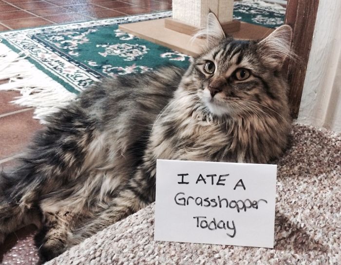 Share Your Pics Of Pets Being Shamed For Their Crimes Share Your Pics Of Pets Being Shamed For Their Crimes