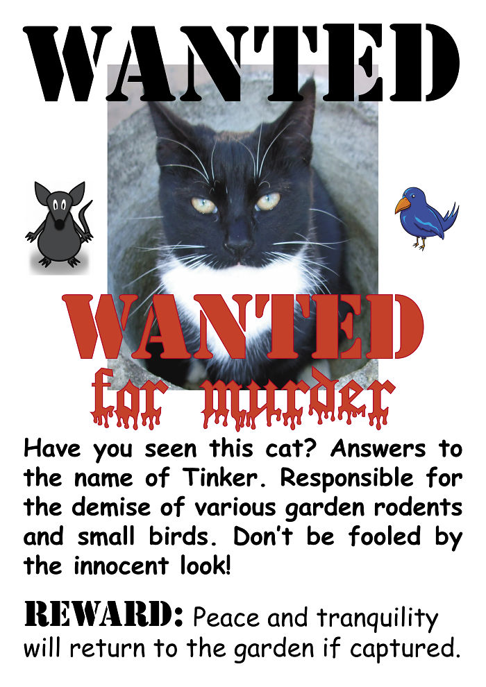 Share Your Pics Of Pets Being Shamed For Their Crimes Share Your Pics Of Pets Being Shamed For Their Crimes