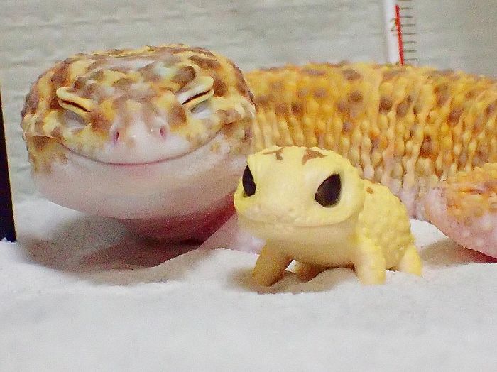 This Gecko Can’t Stop Smiling When He’s Around His Toy Gecko, And Their Pics Will Make Your Day This Gecko Can’t Stop Smiling When He’s Around His Toy Gecko, And Their Pics Will Make Your Day