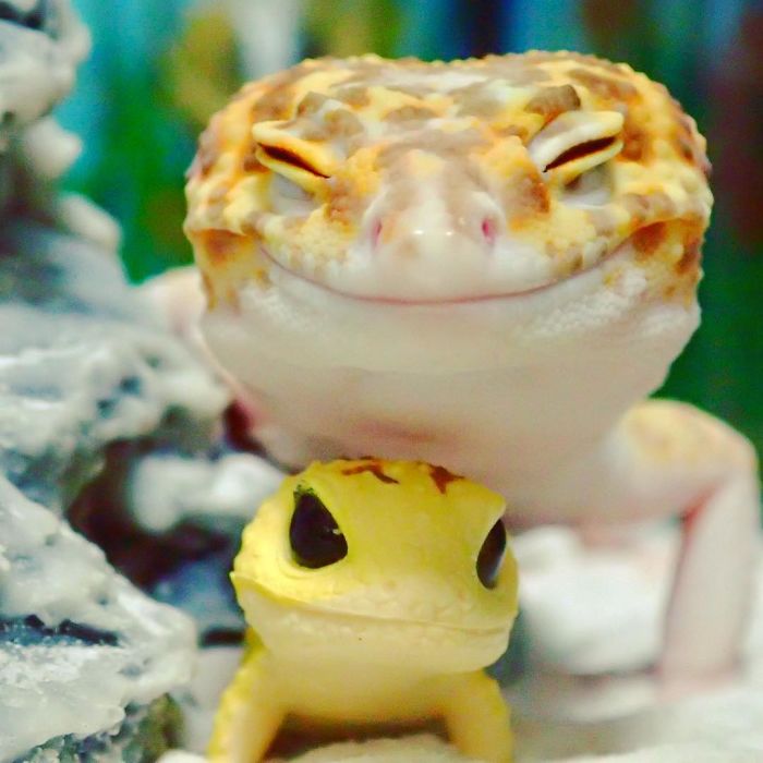 This Gecko Can’t Stop Smiling When He’s Around His Toy Gecko, And Their Pics Will Make Your Day This Gecko Can’t Stop Smiling When He’s Around His Toy Gecko, And Their Pics Will Make Your Day
