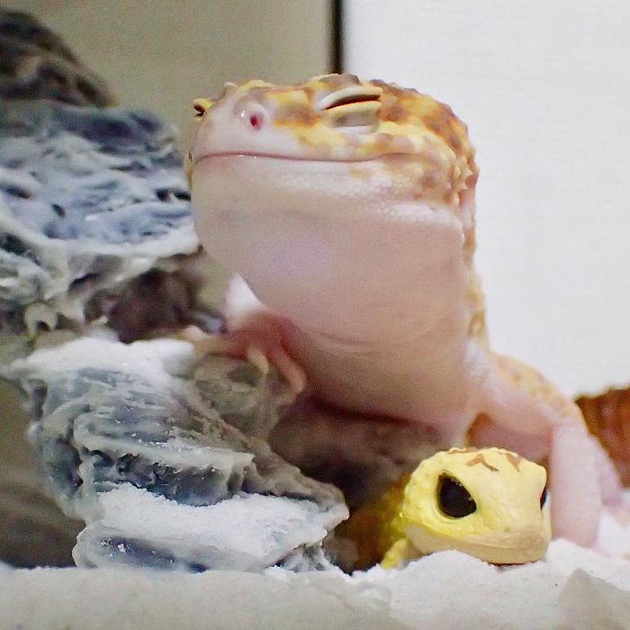 This Gecko Can’t Stop Smiling When He’s Around His Toy Gecko, And Their Pics Will Make Your Day This Gecko Can’t Stop Smiling When He’s Around His Toy Gecko, And Their Pics Will Make Your Day