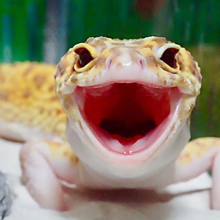 This Gecko Can’t Stop Smiling When He’s Around His Toy Gecko, And Their Pics Will Make Your Day This Gecko Can’t Stop Smiling When He’s Around His Toy Gecko, And Their Pics Will Make Your Day