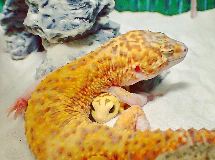 This Gecko Can’t Stop Smiling When He’s Around His Toy Gecko, And Their Pics Will Make Your Day This Gecko Can’t Stop Smiling When He’s Around His Toy Gecko, And Their Pics Will Make Your Day