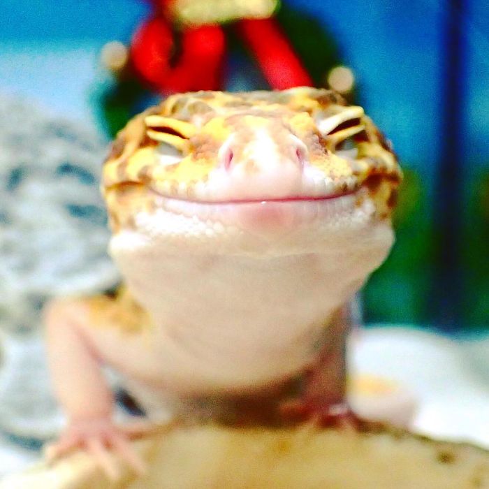 This Gecko Can’t Stop Smiling When He’s Around His Toy Gecko, And Their Pics Will Make Your Day This Gecko Can’t Stop Smiling When He’s Around His Toy Gecko, And Their Pics Will Make Your Day