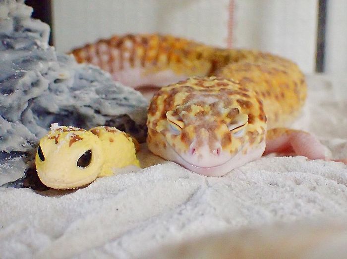 This Gecko Can’t Stop Smiling When He’s Around His Toy Gecko, And Their Pics Will Make Your Day This Gecko Can’t Stop Smiling When He’s Around His Toy Gecko, And Their Pics Will Make Your Day