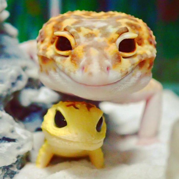 This Gecko Can’t Stop Smiling When He’s Around His Toy Gecko, And Their Pics Will Make Your Day This Gecko Can’t Stop Smiling When He’s Around His Toy Gecko, And Their Pics Will Make Your Day